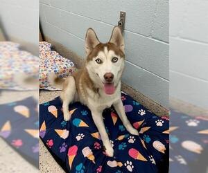Siberian Husky Dogs for adoption in Brighton, CO, USA