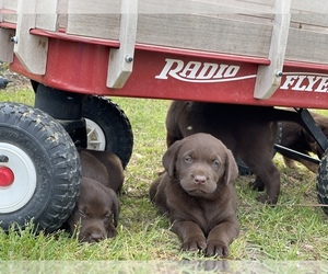 Labrador Retriever Puppy for sale in EASTMAN, GA, USA