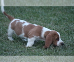 Small Photo #39 Basset Hound Puppy For Sale in MEMPHIS, MO, USA