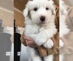 Puppy 2 Great Pyrenees