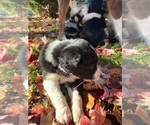 Small Photo #29 Australian Shepherd-F2 Aussiedoodle Mix Puppy For Sale in RALEIGH, NC, USA