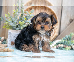 Small Photo #13 Yorkshire Terrier Puppy For Sale in GREENWICH, OH, USA