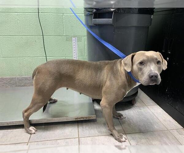 Medium Photo #1 American Staffordshire Terrier-Unknown Mix Puppy For Sale in Grand Prairie, TX, USA