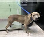 Small American Staffordshire Terrier Mix