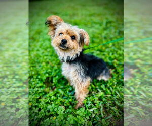Mutt Dogs for adoption in Pacolet, SC, USA