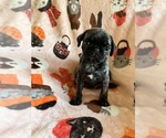 Small Photo #11 Pug Puppy For Sale in CLINTON, MI, USA