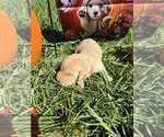 Small #4 Labrador Retriever