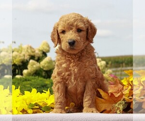 Goldendoodle-Poodle (Standard) Mix Puppy for sale in HONEY BROOK, PA, USA