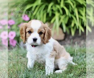 Cavalier King Charles Spaniel Puppy for sale in CHRISTIANA, PA, USA