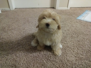 Maltipoo Puppy for sale in MISSOURI CITY, TX, USA