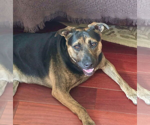 Medium Photo #2 Mutt Puppy For Sale in Mount Laurel, NJ, USA