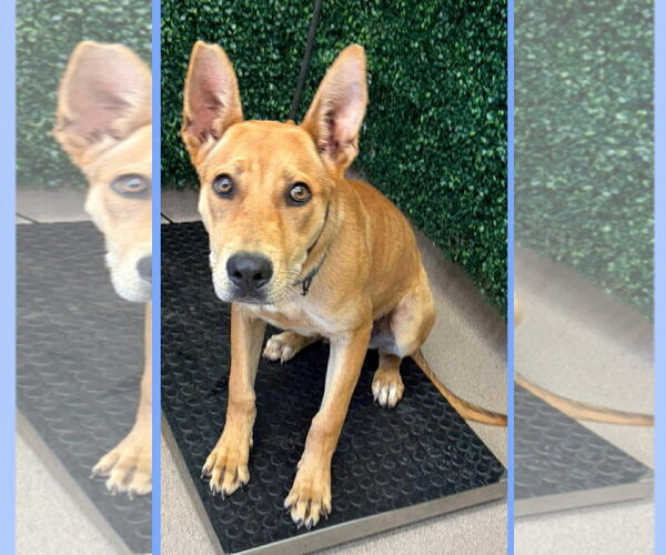 Medium Photo #1 Mutt Puppy For Sale in Rockaway, NJ, USA