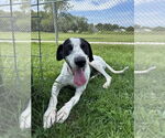 Small #6 Great Dane-Pointer Mix