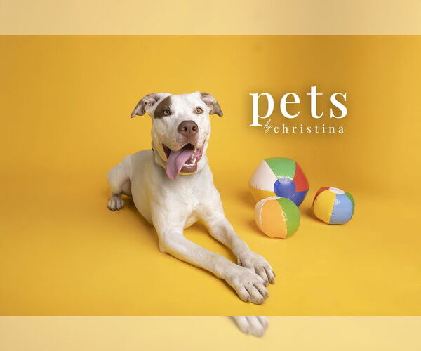 Medium Photo #20 American Staffordshire Terrier-Unknown Mix Puppy For Sale in Foristell, MO, USA