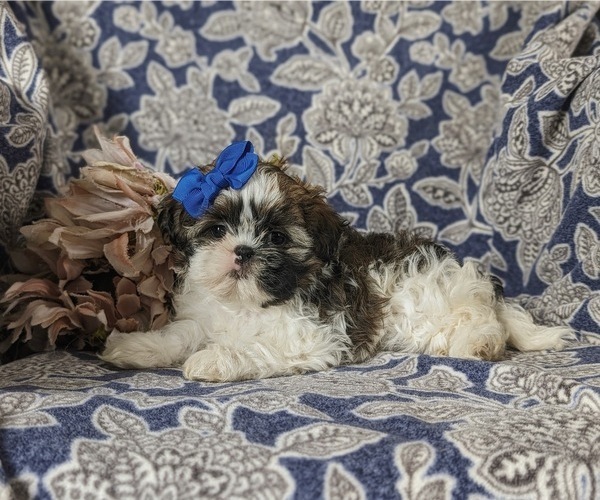 Medium Photo #3 Shih Tzu Puppy For Sale in KIRKWOOD, PA, USA