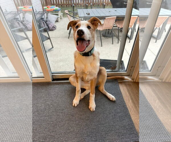 Medium Photo #3 Australian Shepherd-Unknown Mix Puppy For Sale in Germantown, OH, USA