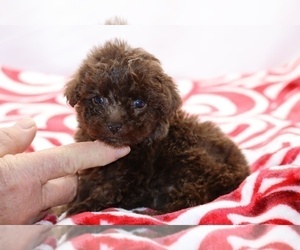 ShihPoo Puppy for sale in DYERSBURG, TN, USA
