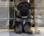 Puppy Puppy 1 German Shepherd Dog