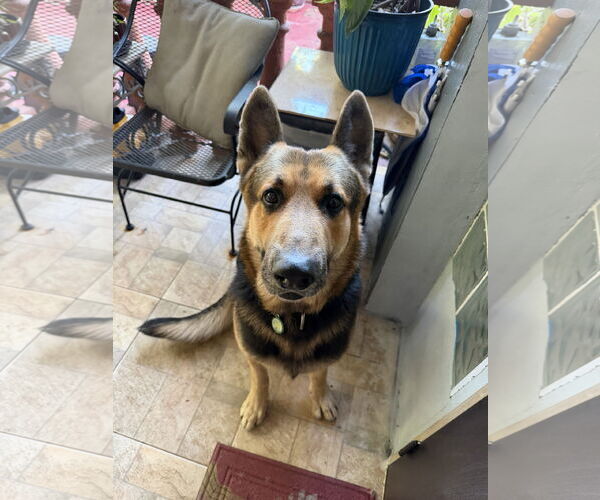 Medium Photo #1 German Shepherd Dog Puppy For Sale in Plantation, FL, USA