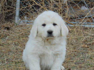 Great Pyrenees Puppy for sale in NORTH PLATTE, NE, USA