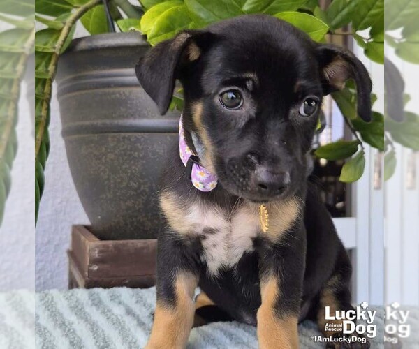 Medium Photo #1 Dachshund-Unknown Mix Puppy For Sale in Washington, DC, USA