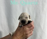 Puppy Quartz English Cream Golden Retriever