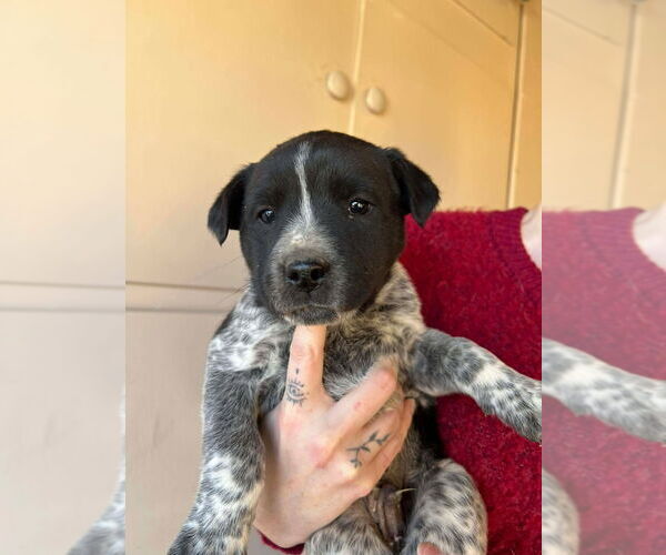 Medium Photo #3 Boxer-Unknown Mix Puppy For Sale in Salt Lake City, UT, USA