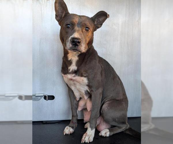 Medium Photo #1 Staffordshire Bull Terrier Puppy For Sale in San Antonio, TX, USA