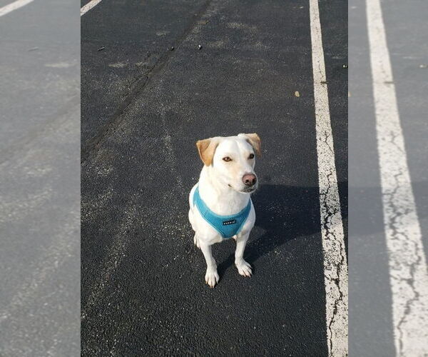 Medium Photo #4 Labrador Retriever-Unknown Mix Puppy For Sale in New York, NY, USA