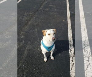 George (TX) - Male Labrador Retriever-Unknown Mix Dog for Adoption - Photo #4
