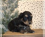 Small Photo #31 Aussiedoodle Miniature  Puppy For Sale in NEWBERRY, IN, USA