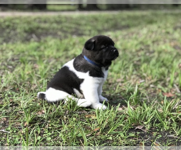 Medium Photo #7 Akita Puppy For Sale in INGLIS, FL, USA