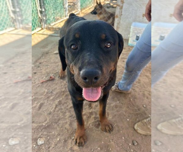 Medium Photo #4 Rottweiler Puppy For Sale in Apple Valley, CA, USA