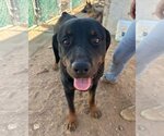 Small #3 Rottweiler