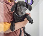 Small #3 Beagle Mix