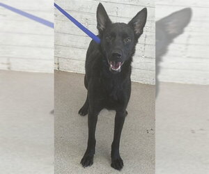Australian Kelpie-Unknown Mix Dogs for adoption in San Bernardino, CA, USA