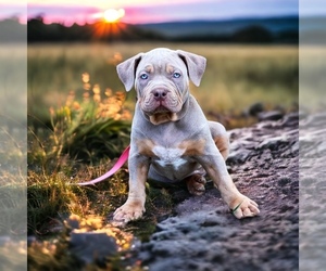 American Bully Puppy for sale in TONAWANDA, NY, USA