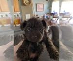 Small Photo #5 Schnauzer (Miniature) Puppy For Sale in COLLEGE STA, TX, USA