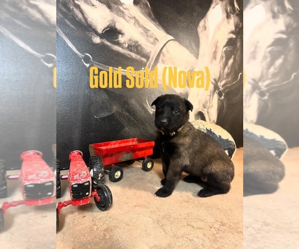 Medium Photo #11 Belgian Malinois Puppy For Sale in MENASHA, WI, USA