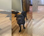 Small #11 Bullboxer Pit
