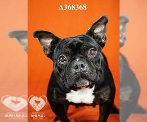Bulldog-Unknown Mix Dogs for adoption in Stockton, CA, USA
