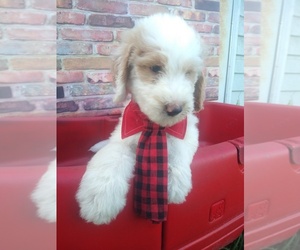 Goldendoodle Puppy for sale in PLANT CITY, FL, USA