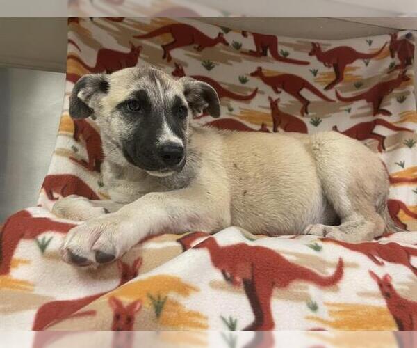 Medium Photo #1 Siberian Husky-Unknown Mix Puppy For Sale in HESPERIA, CA, USA