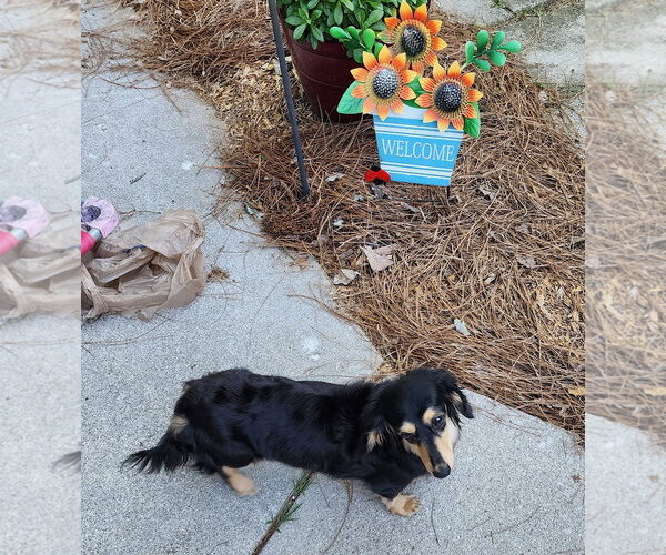 Medium Photo #7 Dachshund Puppy For Sale in Shelbyville, TN, USA