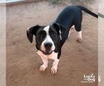 Small #3 Lab-Pointer