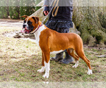 Small #1 Boxer