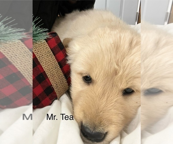 Medium Photo #10 Golden Retriever Puppy For Sale in KANSAS CITY, MO, USA