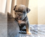 Small #9 English Bulldog