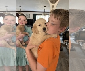 Golden Retriever Puppy for sale in SCIO, OR, USA