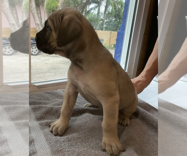 Medium Photo #7 Cane Corso Puppy For Sale in CLEARWATER, FL, USA